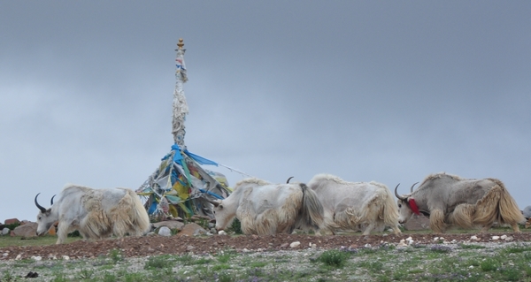 骑行川藏线318 白牦牛